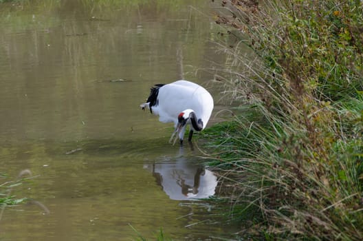 one red-crowned crane standing in the water and looking for food