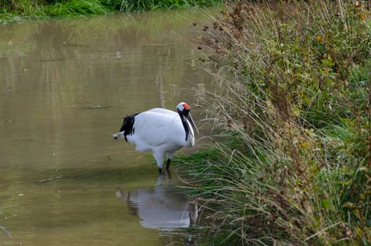 one red-crowned crane standing in the water and looking for food