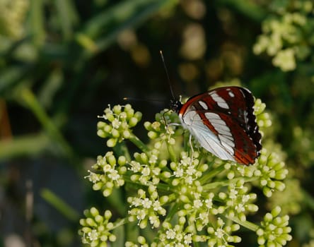 butterfly