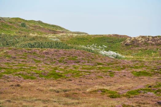 heidelandschaft at list on sylt