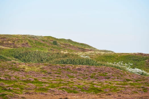 heidelandschaft at list on sylt