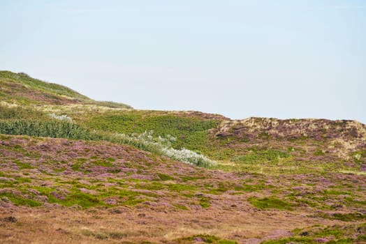 heidelandschaft at list on sylt