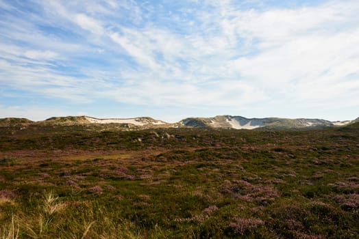 heidelandschaft at list on sylt