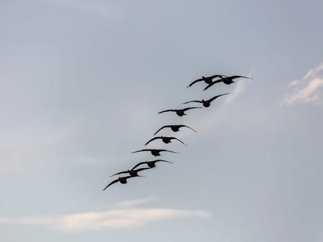 Canada Geese Flying with a blue sky with some clouds.