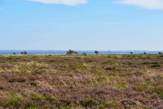 heidelandschaft at list on sylt