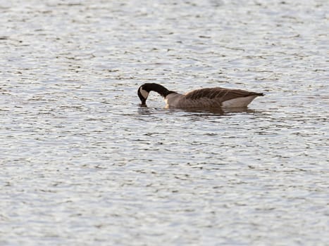 Canada Goose Hunting for Food in water.