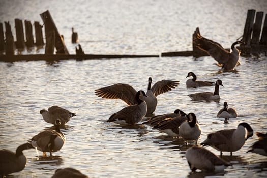 Canada Geese Flock in Water.