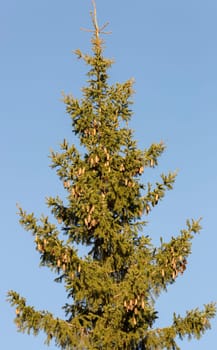 Top of Spruce Tree with a clear blue sky.