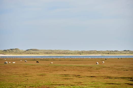 heidelandschaft at list on sylt