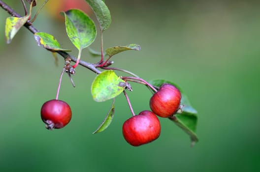 Ornamental apples
