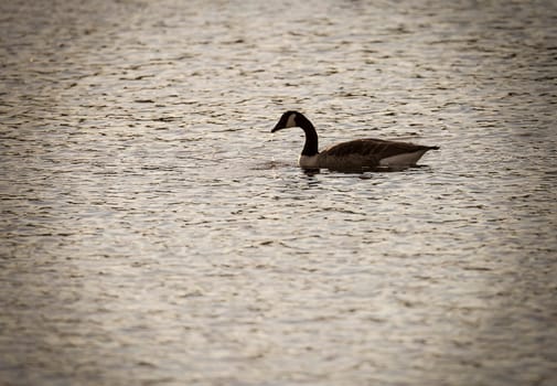 Canada Goose in Water with water dropping from beak.