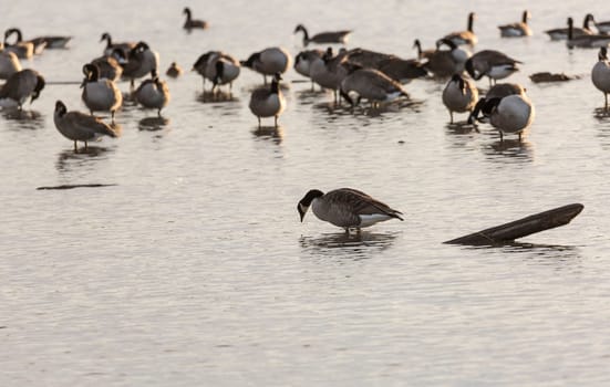 Canada Geese Flock in Water.
