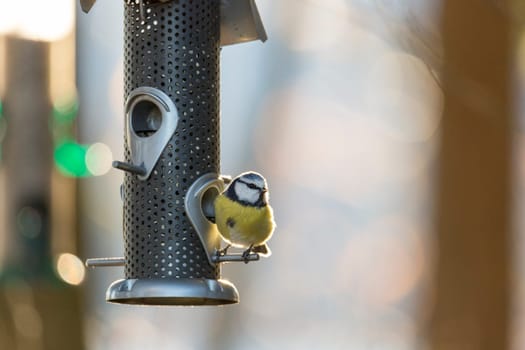 Eurasian Blue Tit Bird sitting on Birdfeeder.