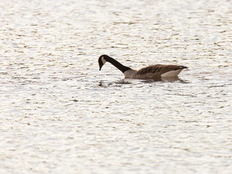 Canada Goose Hunting for Food in water.