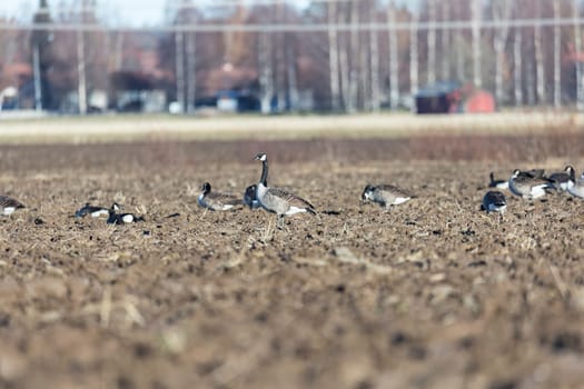 Flock of Canada Geese in farm field.