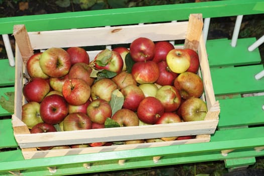 Fresh organic apples