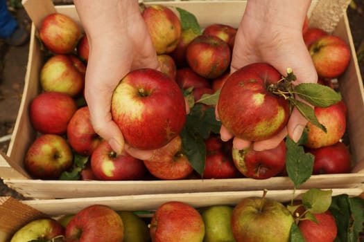 Fresh organic apples