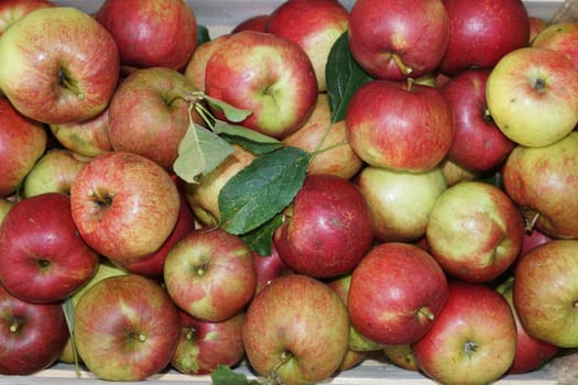 Fresh organic apples