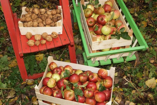 Fresh organic apples