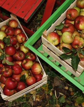 Fresh organic apples