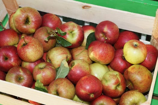 Fresh organic apples