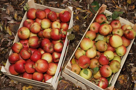 Fresh organic apples