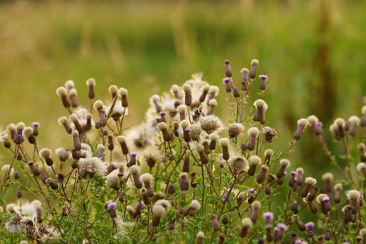 Thistles in a field