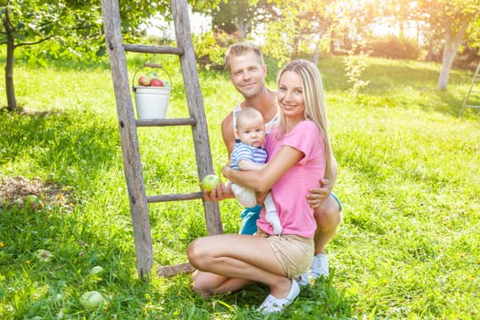 Young beautiful family picking apples from an apple tree