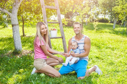 Young beautiful family picking apples from an apple tree
