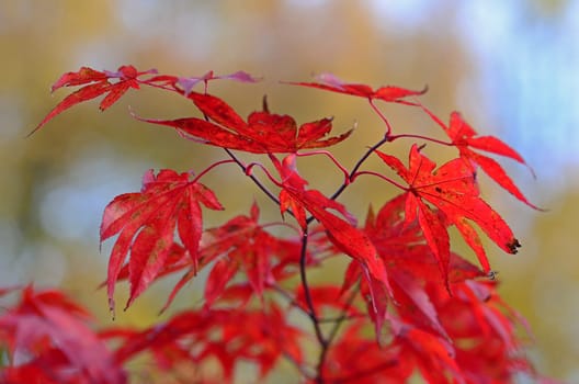 common beech