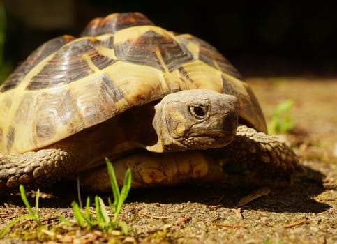 Greek Landschildkroete - Testudo hermanni