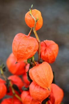 bladder cherry