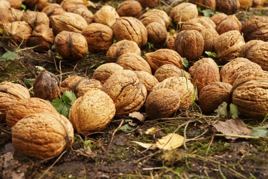 Walnuts lie on the ground