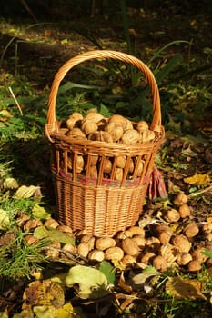 Walnuts in a basket