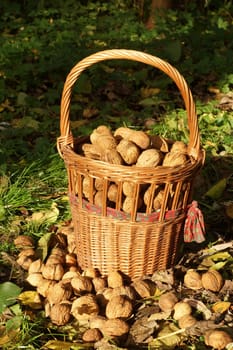 Walnuts in a basket