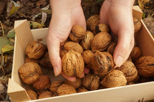 Walnuts in a wooden box