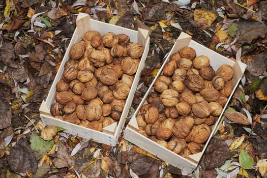 Walnuts in two wooden boxes