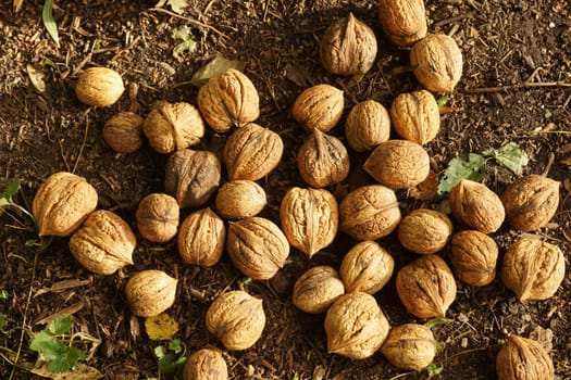 Walnuts lie on the ground