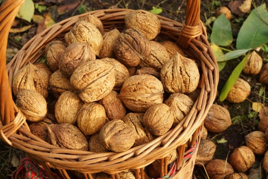 Walnuts in a basket