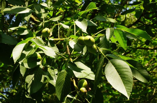 Walnuts in a walnut tree
