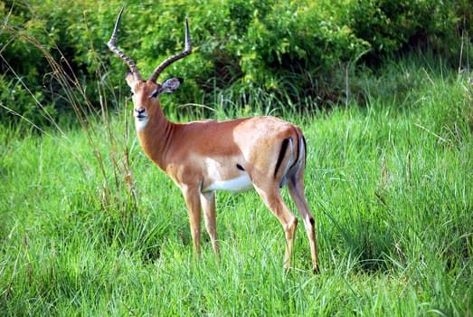 Antelope isolated cold look in Savannah