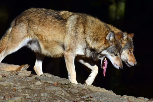 Timberwolf