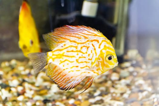 Photo of fish symphysodon aequifasciata haraldi in aquarium