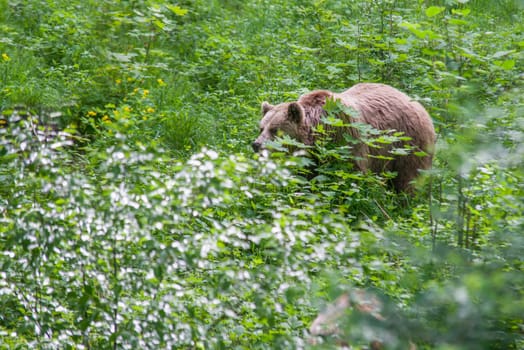 brown bear walking free in the forest