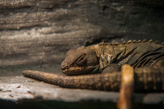 close up on black iguana (ctenosaura similis)