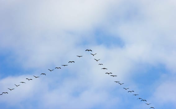 cranes on the flight to the south,bird migration sky clouds natural