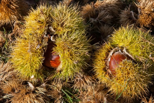 Chestnuts