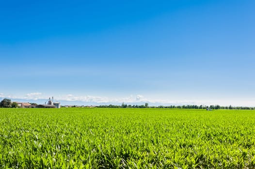 Agricultural landscape,field of mais.