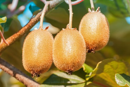 Cluster of kiwi fruit on the tree