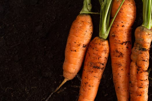 Top view of freshly harvested carrots with green leafs on dark soil background texture with copy space